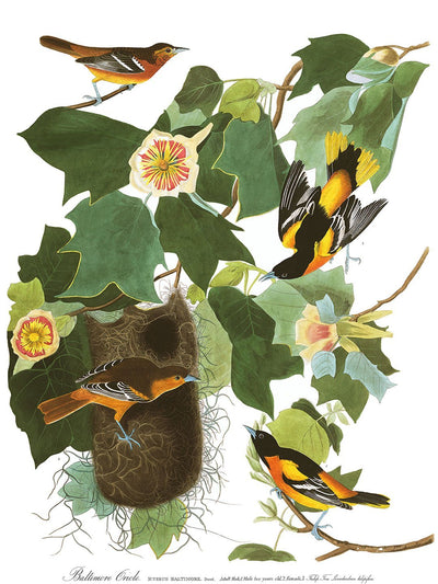 Group of Orioles