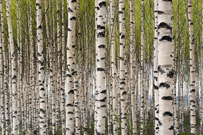 Grove of Birch Trees Wall Mural-Landscapes & Nature-Eazywallz