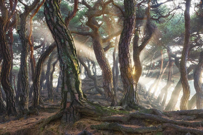Photo Wallpaper Sacred Pine Trees