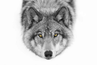 Photo Wallpaper The Wolf