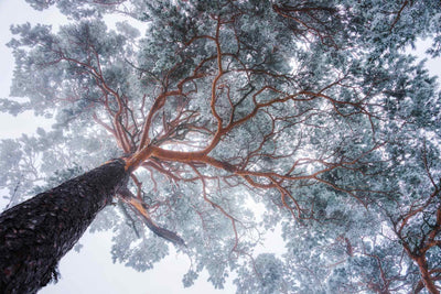 Photo Wallpaper Winter Tree